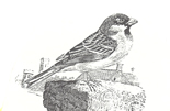 Sparrow